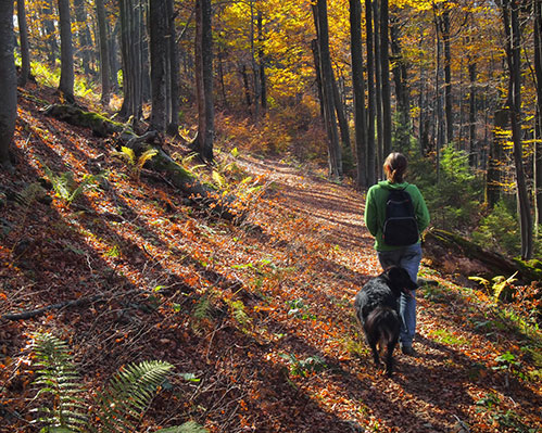 hiking with the family dog