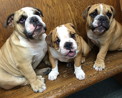 Cutest little Puppies visit the vet