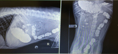 rocks in dogs stomach and intestines
